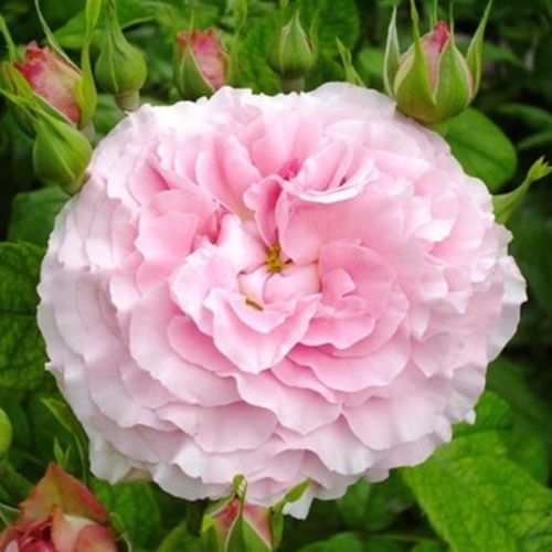 Vendita, rose rose floribunde - rosa - Rosa Csíkszereda - rosa non profumata - Márk Gergely - Grazie alla sua abitudine di crescere in altezza è adatta a essere piantata come un solitario.